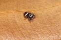 Euryattus_bleekeri_D7887_Z_88_North Stradbroke island_Australie